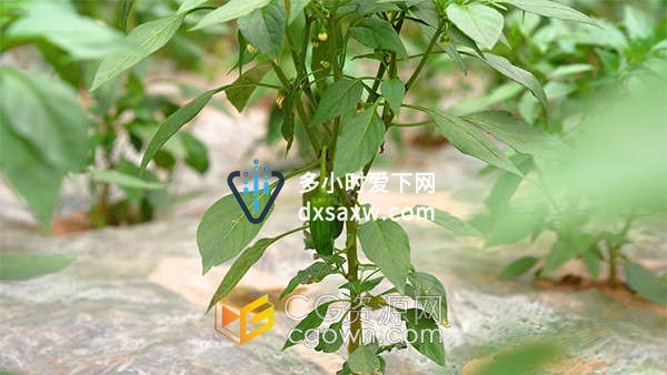 菜地里的绿色蔬菜青椒辣椒特写镜头实拍视频素材