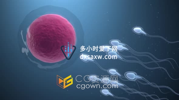 视频素材-精子和卵细胞结合生育受精演示动画效果视频