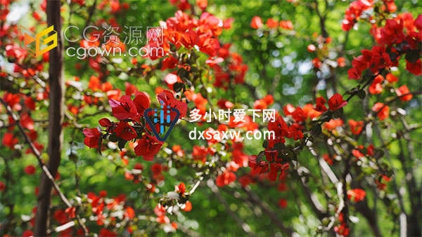 实拍随风飘动的三角梅花朵自然空镜视频素材