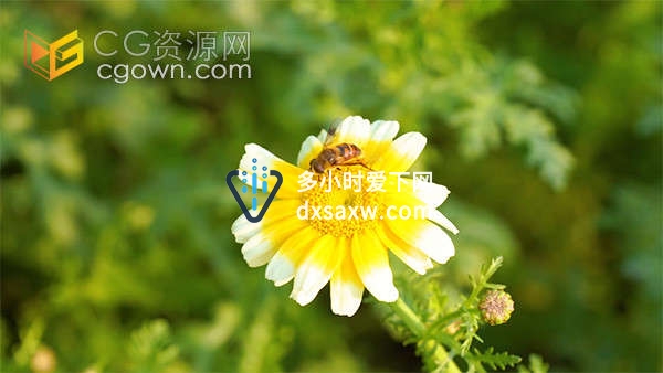 夏日风光小菊花上的蜜蜂采蜜特写实拍