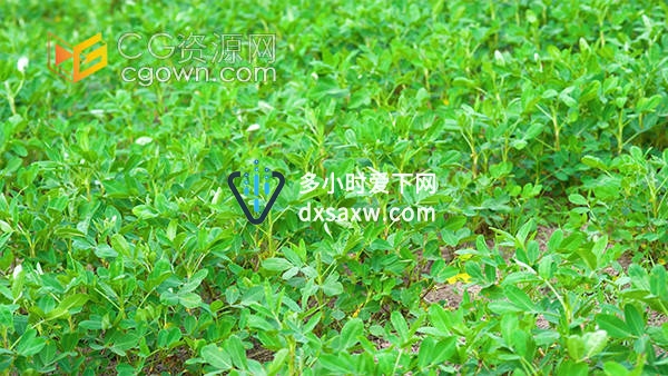 美丽乡村美景种植的花生地自然实拍视频