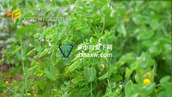 田园绿色有机蔬菜豌豆荚特写实拍视频素材