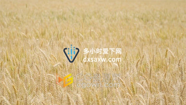 丰收秋收农业麦穗成熟小麦风吹麦浪实拍视频