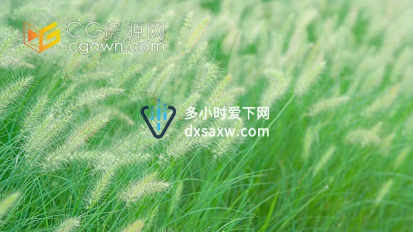 实拍唯美小清新随风飘动自然狗尾草视频素材