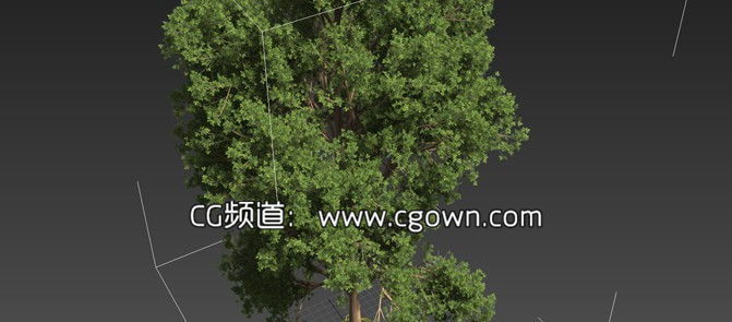 C4D与3dsmax真实植物场景模型包插件 Laubwerk Plants Kits 1 and 2 支持Win Mac