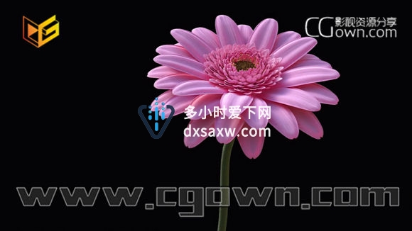 C4D教程 制作真实的非洲菊雏菊花 包括建模，材质，灯光和渲染