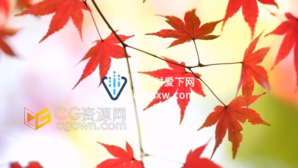 秋天红色叶子秋季风景实拍视频素材免费下载